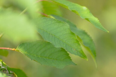 Prunus avium HO 10/12 P/K Prunus avium Hochstamm 10/12