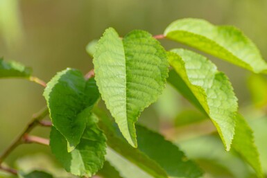 Prunus avium HO 10/12 P/K Prunus avium Hochstamm 10/12