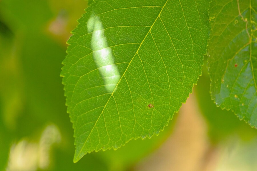 Prunus avium HO 10/12 P/K Prunus avium Hochstamm 10/12