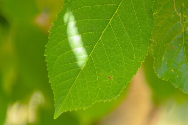 Prunus avium HO 10/12 P/K Prunus avium Hochstamm 10/12