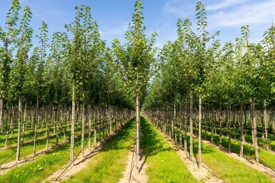 Prunus avium HO 10/12 P/K Prunus avium Hochstamm 10/12