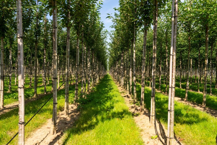 Prunus avium HO 10/12 P/K Prunus avium Hochstamm 10/12