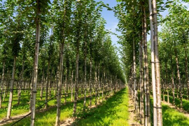 Prunus avium HO 10/12 P/K Prunus avium Hochstamm 10/12