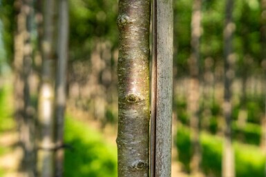 Prunus avium HO 10/12 P/K Prunus avium Hochstamm 10/12