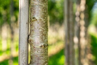 Prunus avium HO 10/12 P/K Prunus avium Hochstamm 10/12