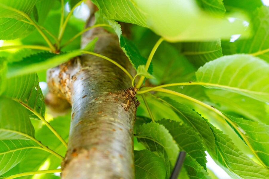 Prunus avium HO 10/12 P/K Prunus avium Hochstamm 10/12