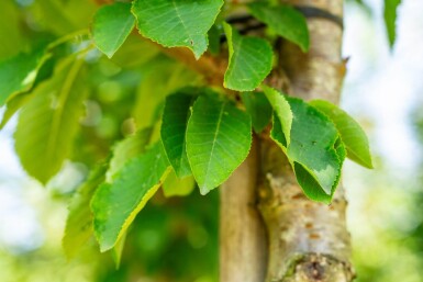 Prunus avium HO 10/12 P/K Prunus avium Hochstamm 10/12