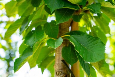 Prunus avium HO 10/12 P/K Prunus avium Hochstamm 10/12