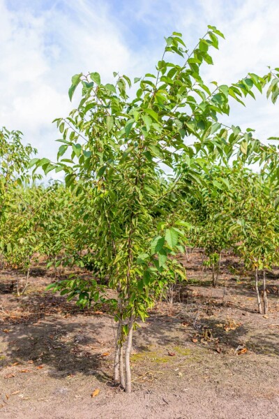 Prunus avium Mehrstämmig Prunus avium Mehrstämmig