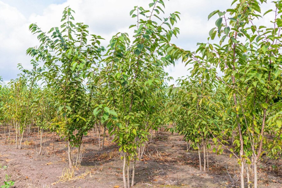 Prunus avium ME 200-250 P/K Prunus avium Mehrstämmig 200-250