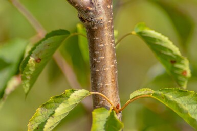 Prunus avium ME 200-250 P/K Prunus avium Mehrstämmig 200-250