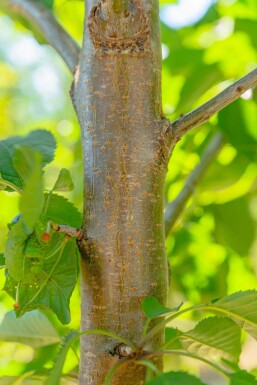 Prunus avium ME 200-250 P/K Prunus avium Mehrstämmig 200-250