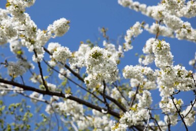 Prunus avium ME 200-250 P/K Prunus avium Mehrstämmig 200-250