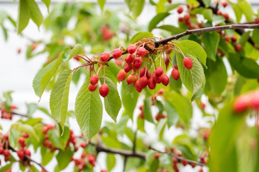 Prunus avium ME 200-250 P/K Prunus avium Mehrstämmig 200-250