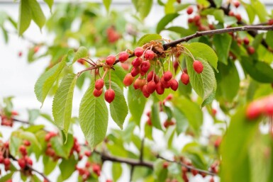 Prunus avium ME 200-250 P/K Prunus avium Mehrstämmig 200-250