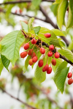 Prunus avium mehrstämmig 200-250