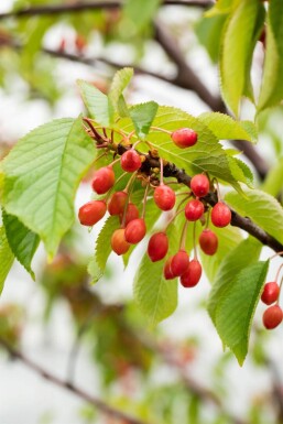 Prunus avium ME 200-250 P/K Prunus avium Mehrstämmig 200-250