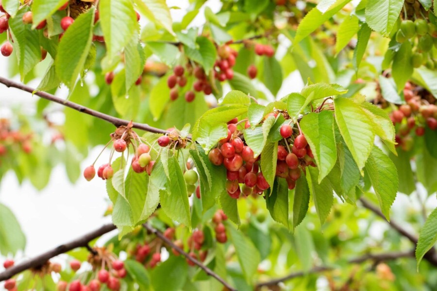 Prunus avium ME 200-250 P/K Prunus avium Mehrstämmig 200-250