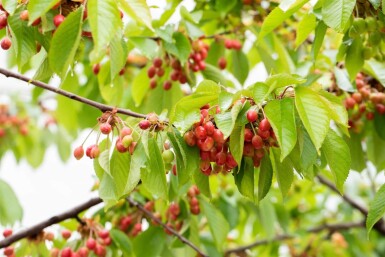 Prunus avium ME 200-250 P/K Prunus avium Mehrstämmig 200-250
