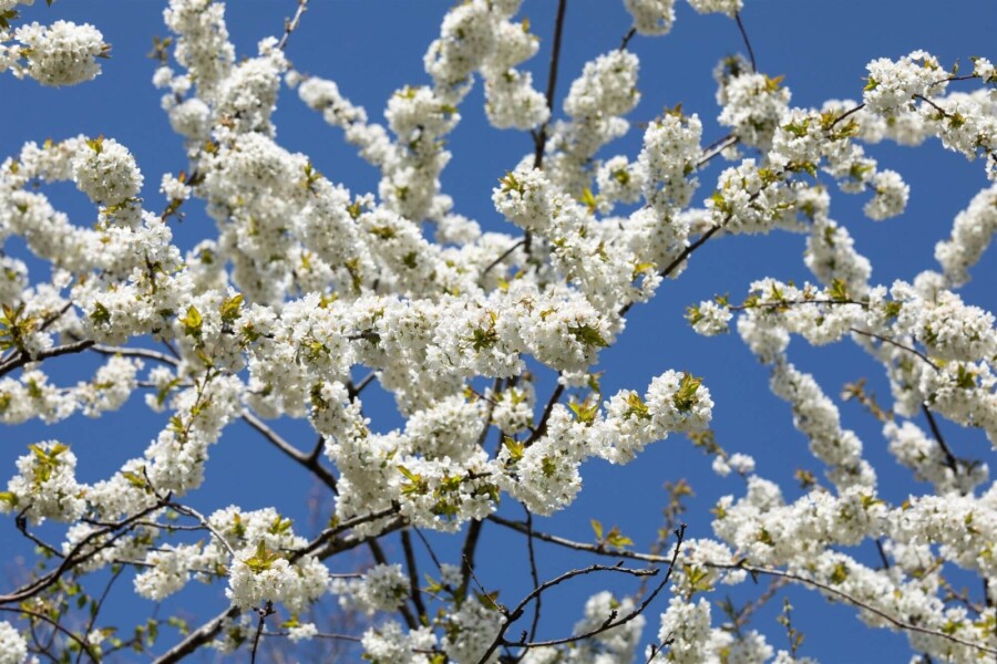 Prunus avium ME 200-250 P/K Prunus avium Mehrstämmig 200-250