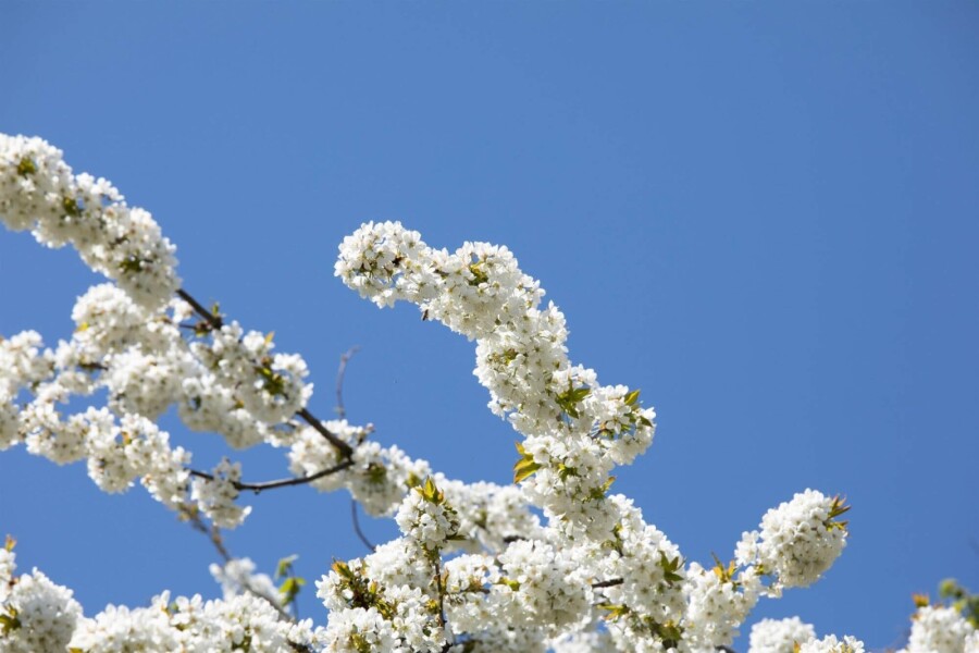 Prunus avium ME 200-250 P/K Prunus avium Mehrstämmig 200-250