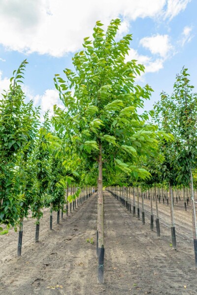 Prunus avium 'Plena'