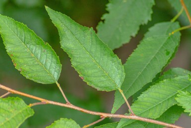 Prunus avium 'Plena'