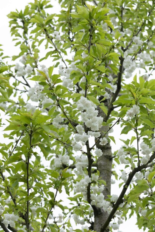 Prunus avium 'Plena' Prunus avium 'Plena'