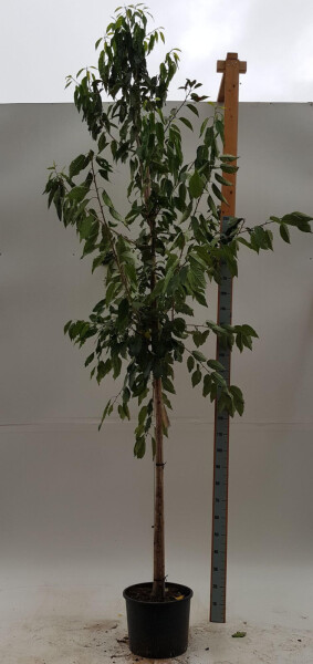 Prunus avium 'Plena' Hochstamm Prunus avium 'Plena' Hochstamm