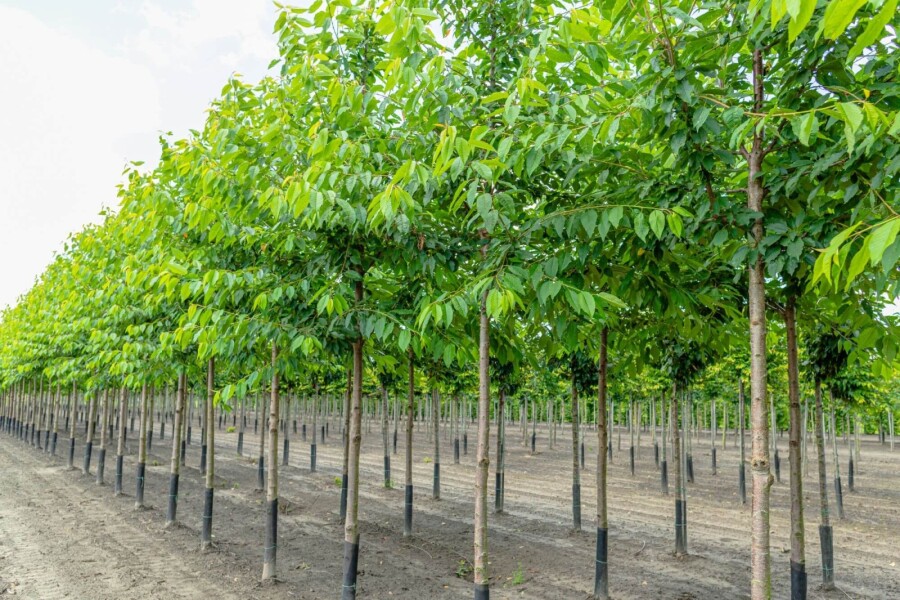 Prunus avium 'Plena' HO 10/12 P/K Prunus avium 'Plena' Hochstamm 10/12