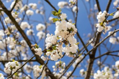 Prunus avium 'Plena' hochstamm 10/12