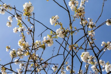 Prunus avium 'Plena' hochstamm 10/12