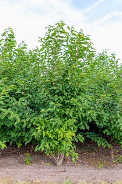 Prunus avium 'Plena' Mehrstämmig Prunus avium 'Plena' Mehrstämmig