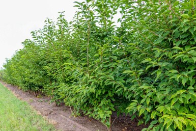 Prunus avium 'Plena' mehrstämmig 200-250