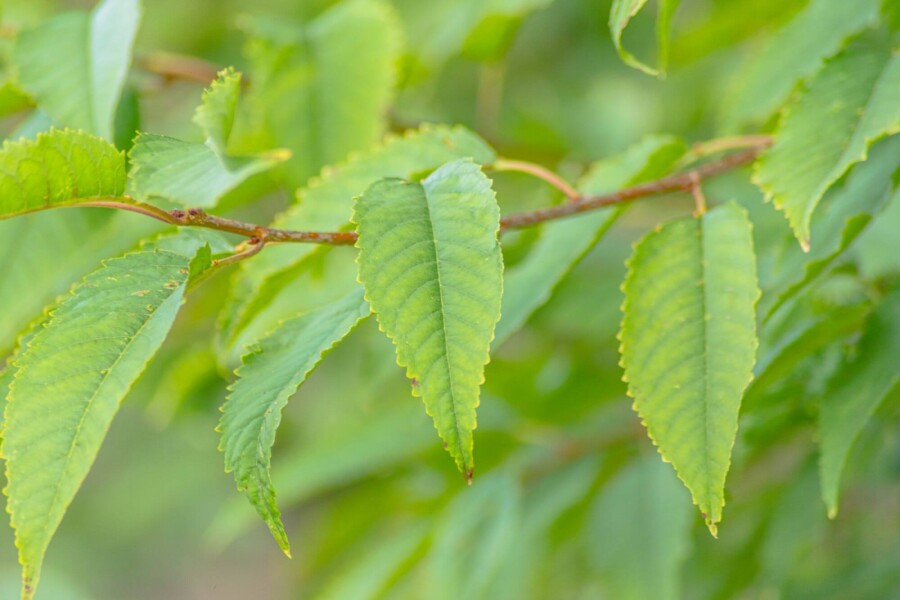 Prunus avium 'Plena' ME 200-250 P/K Prunus avium 'Plena' Mehrstämmig 200-250