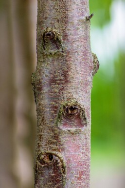 Prunus avium 'Plena' mehrstämmig 200-250