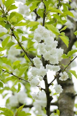 Prunus avium 'Plena' mehrstämmig 200-250