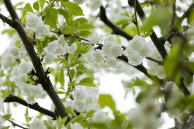 Prunus avium 'Plena' mehrstämmig 200-250