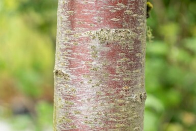 Prunus avium 'Plena' mehrstämmig 200-250