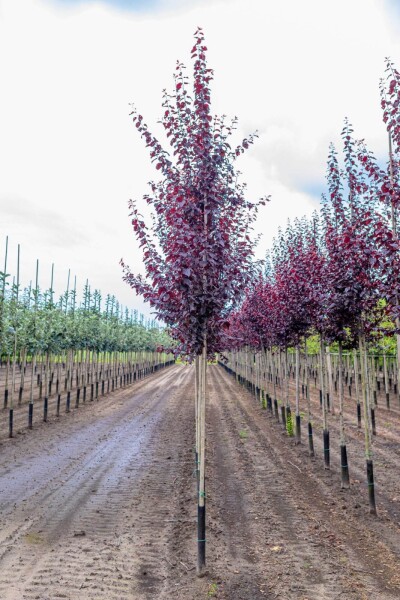 Prunus cerasifera 'Nigra' Prunus cerasifera 'Nigra'