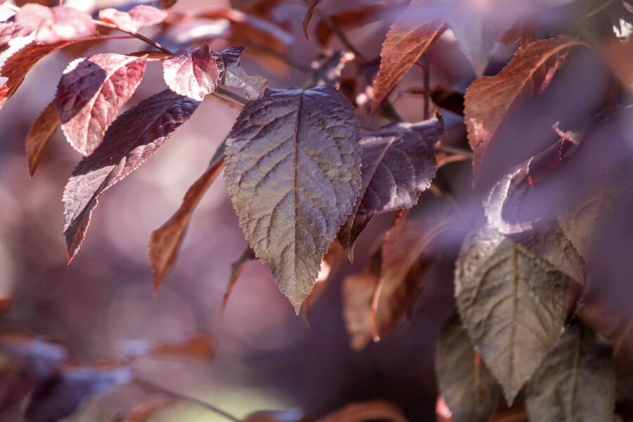 Prunus 'Nigra' Prunus cerasifera 'Nigra'