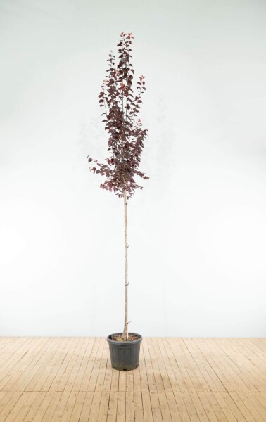 Prunus cerasifera 'Nigra' Hochstamm Prunus cerasifera 'Nigra' Hochstamm