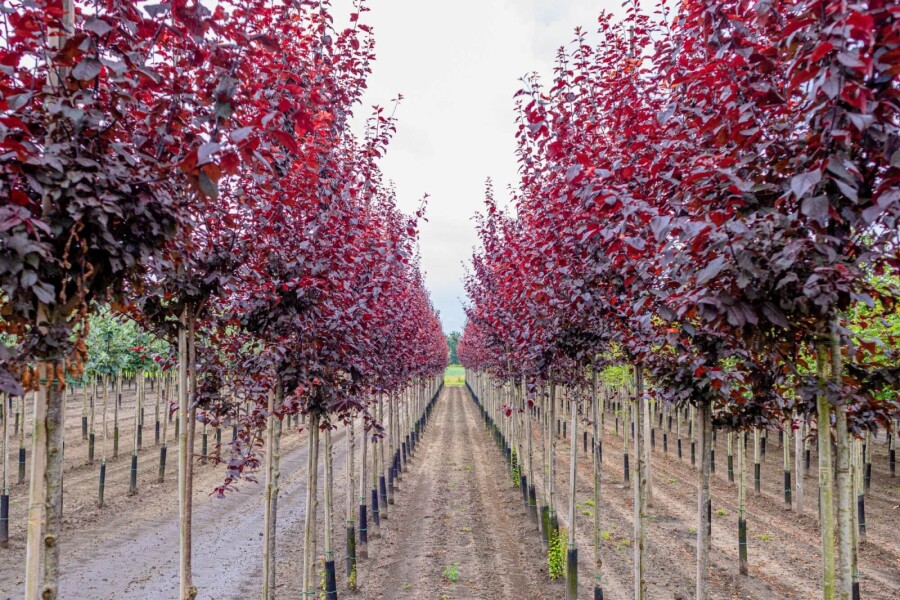Prunus 'Nigra' HO 4/6 P/K Prunus cerasifera 'Nigra' Hochstamm 4/6