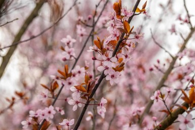 Prunus cerasifera 'Nigra' hochstamm 4/6