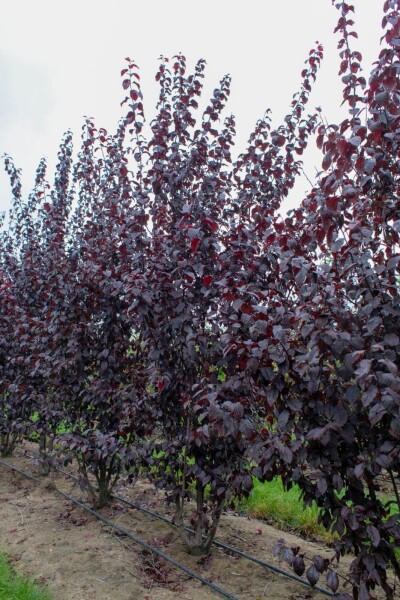 Prunus cerasifera 'Nigra' meerstammig