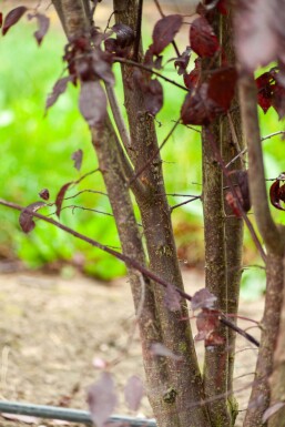 Prunus cerasifera 'Nigra' mehrstämmig 200-250