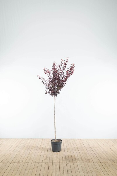 Prunus cerasifera 'Nigra' Halbstamm Prunus cerasifera 'Nigra' Halbstamm