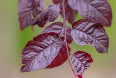 Prunus cerasifera 'Nigra' halbstamm 120cm Stamm