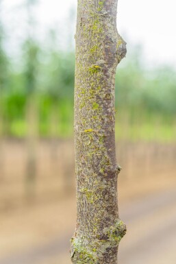 Prunus cerasifera 'Nigra' halbstamm 120cm Stamm