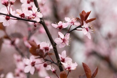 Prunus cerasifera 'Nigra' halbstamm 120cm Stamm